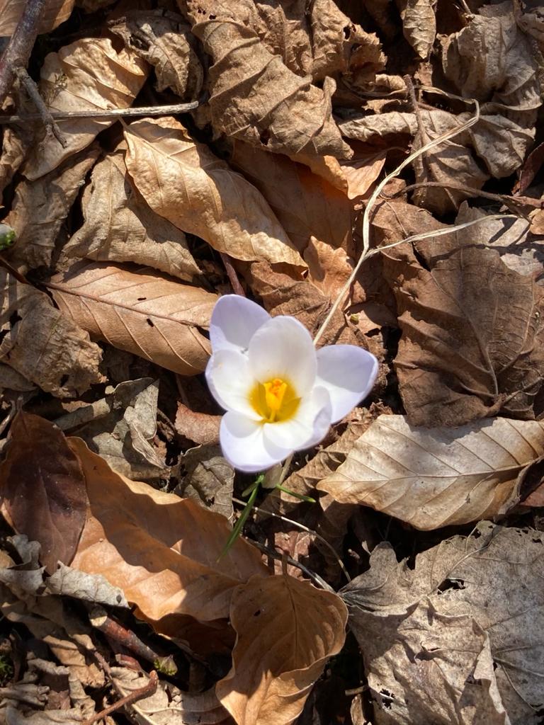 flower in the forest